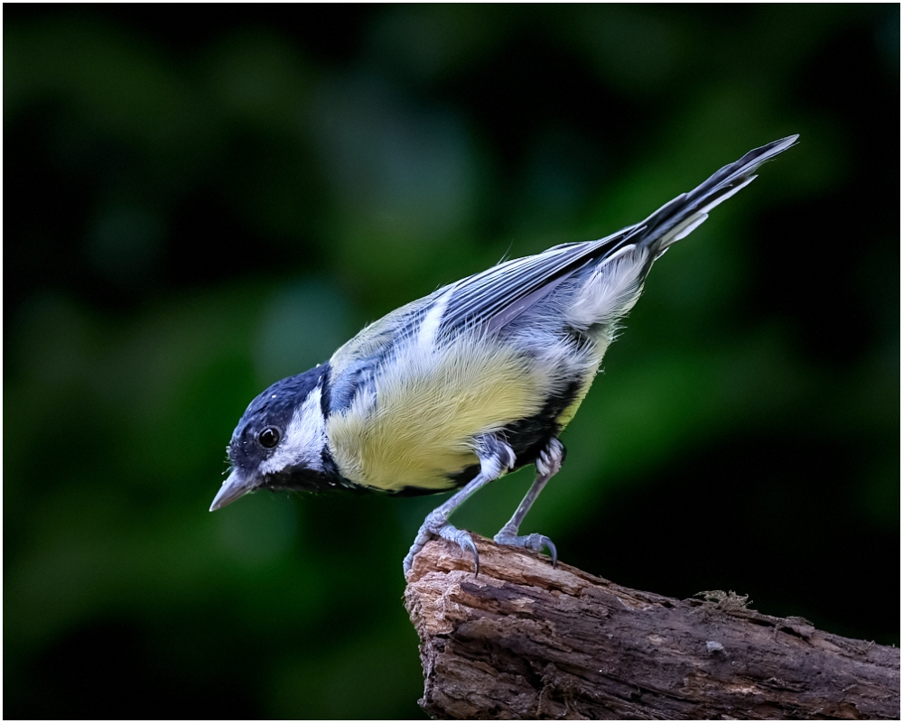 Garden Visitor